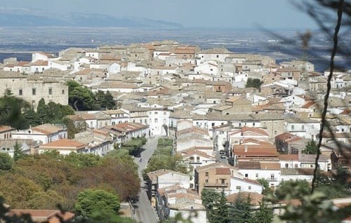 Bovino